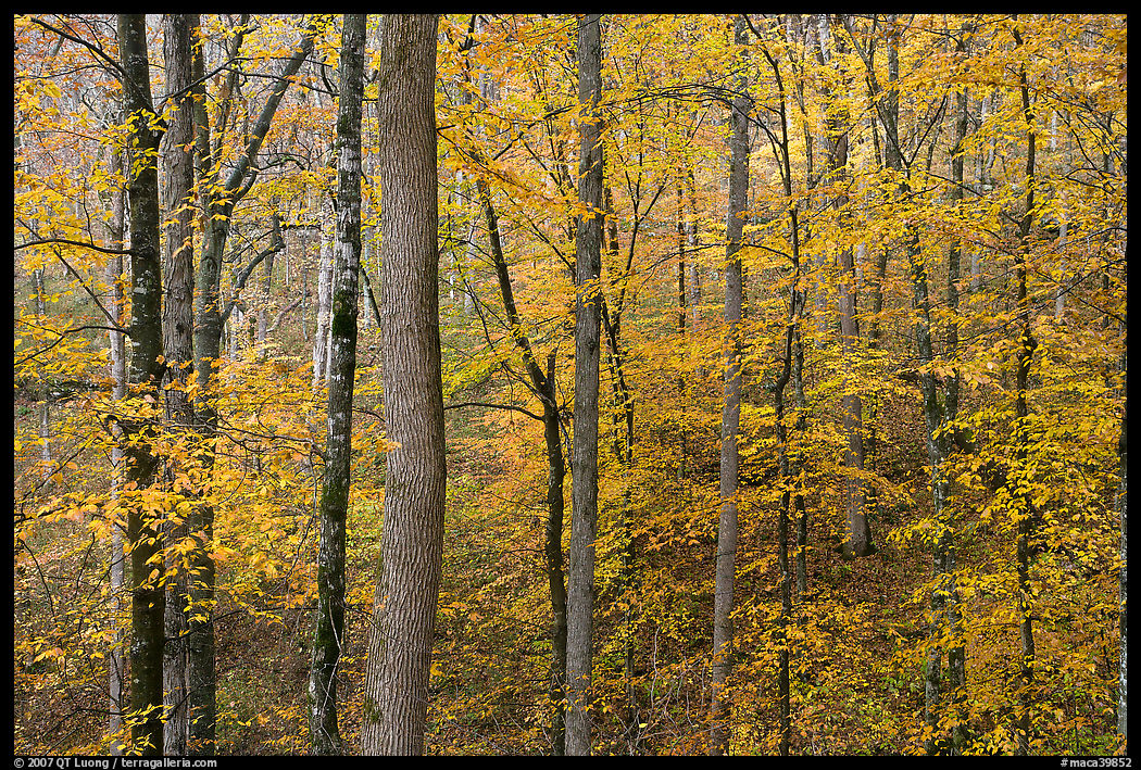 Deciduous trees with yellow leaves. Mammoth Cave National Park, Kentucky, USA.