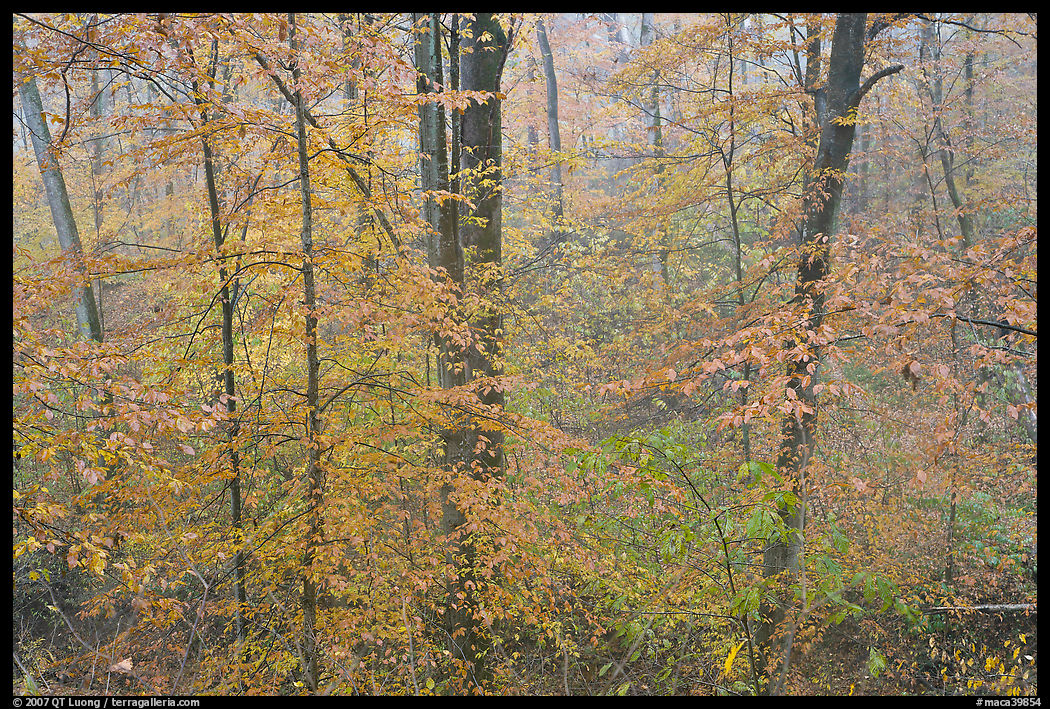 Drizzle and fall colors. Mammoth Cave National Park
