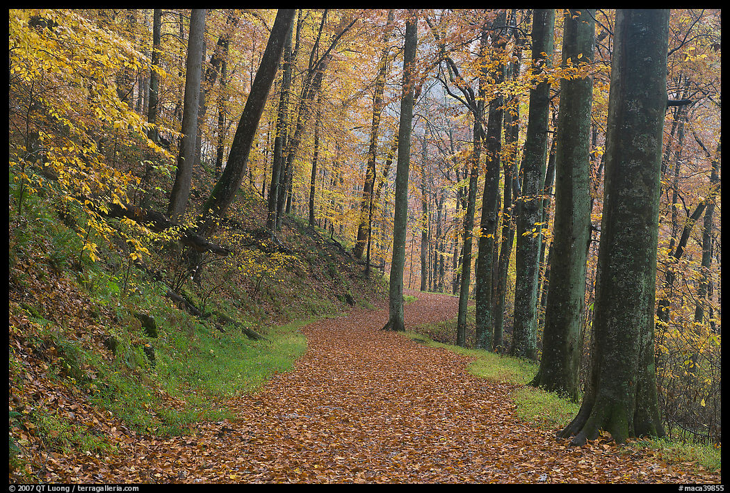 Trail covered with fallen leaves. Mammoth Cave National Park, Kentucky, USA.