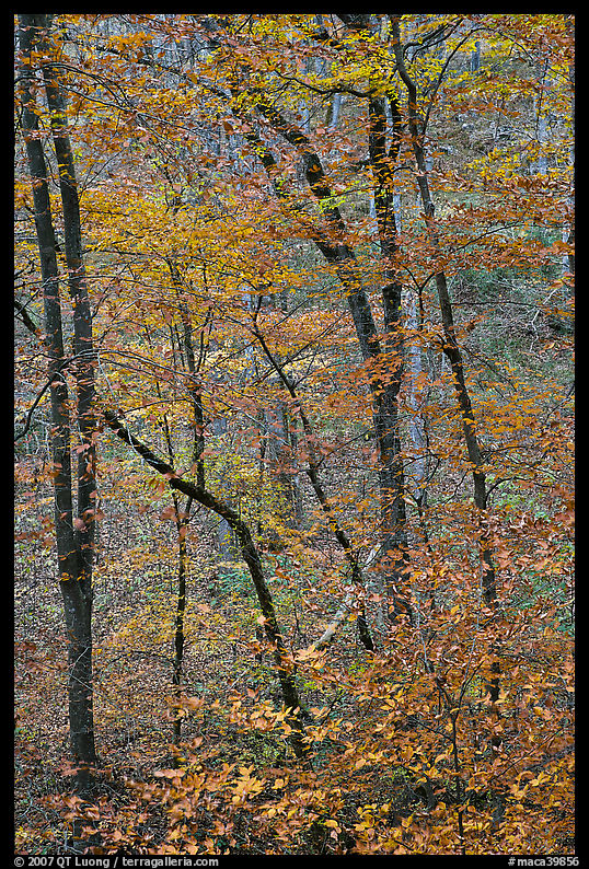 Trees with leaves in fall color. Mammoth Cave National Park