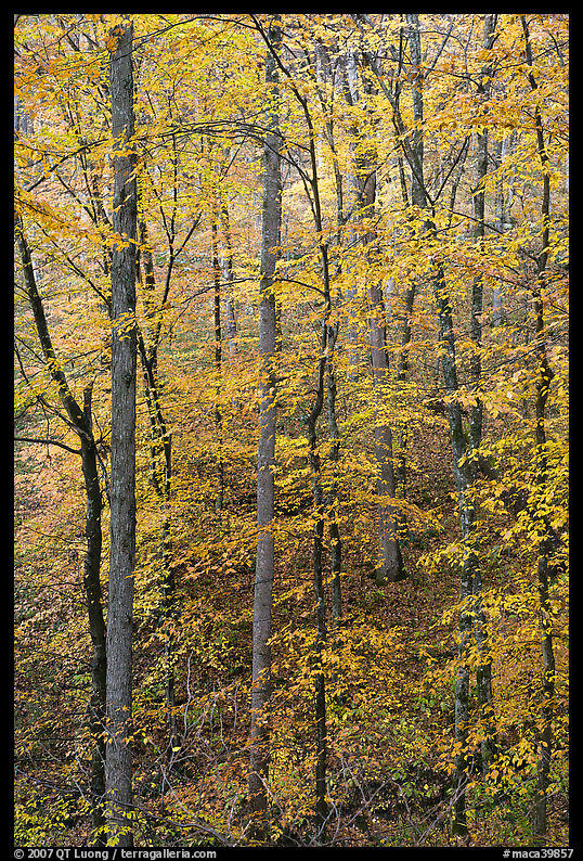 Trees with leaves turned yellow. Mammoth Cave National Park