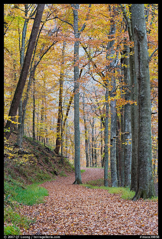 Trail in autumn forest. Mammoth Cave National Park, Kentucky, USA.
