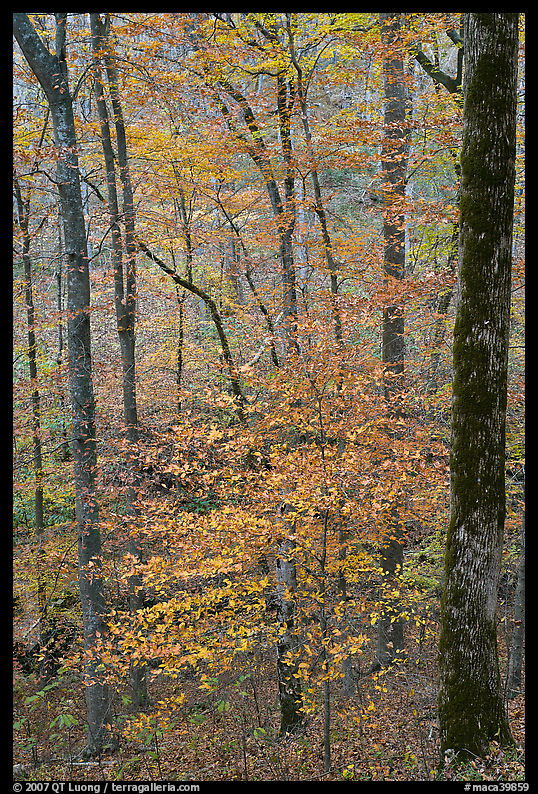 Forest with fall foliage. Mammoth Cave National Park, Kentucky, USA.