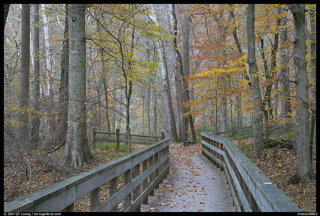 Boardwalk in fall. Mammoth Cave National Park