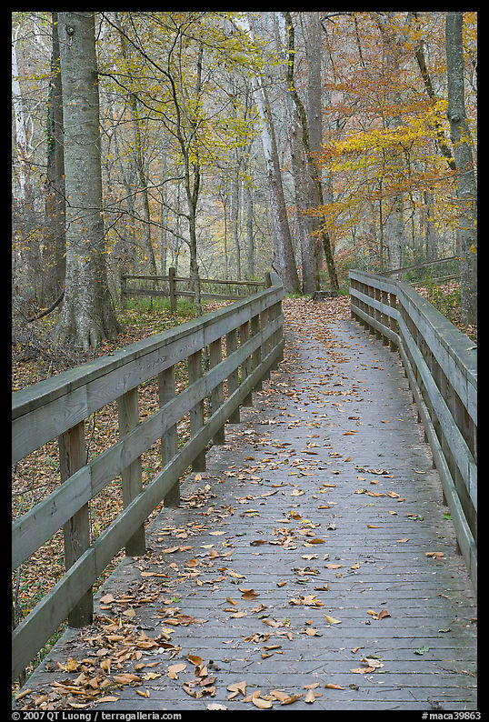 Wooden boardwalk in autumn. Mammoth Cave National Park, Kentucky, USA.