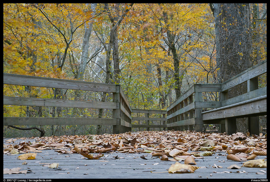 Fallen leaves and boardwalk, ground-level view. Mammoth Cave National Park, Kentucky, USA.