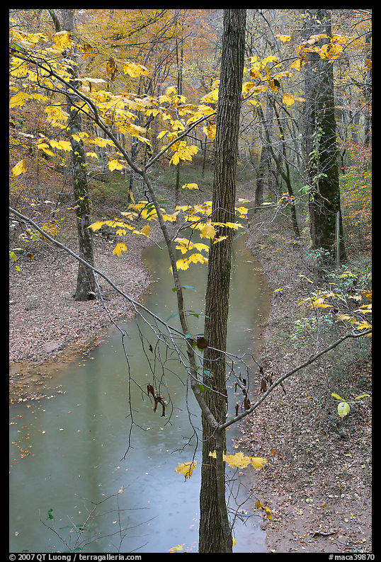 Trees with yellow leaves and Styx river during rain. Mammoth Cave National Park