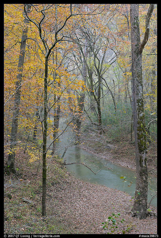 Styx stream and forest in fall foliage during rain. Mammoth Cave National Park, Kentucky, USA.