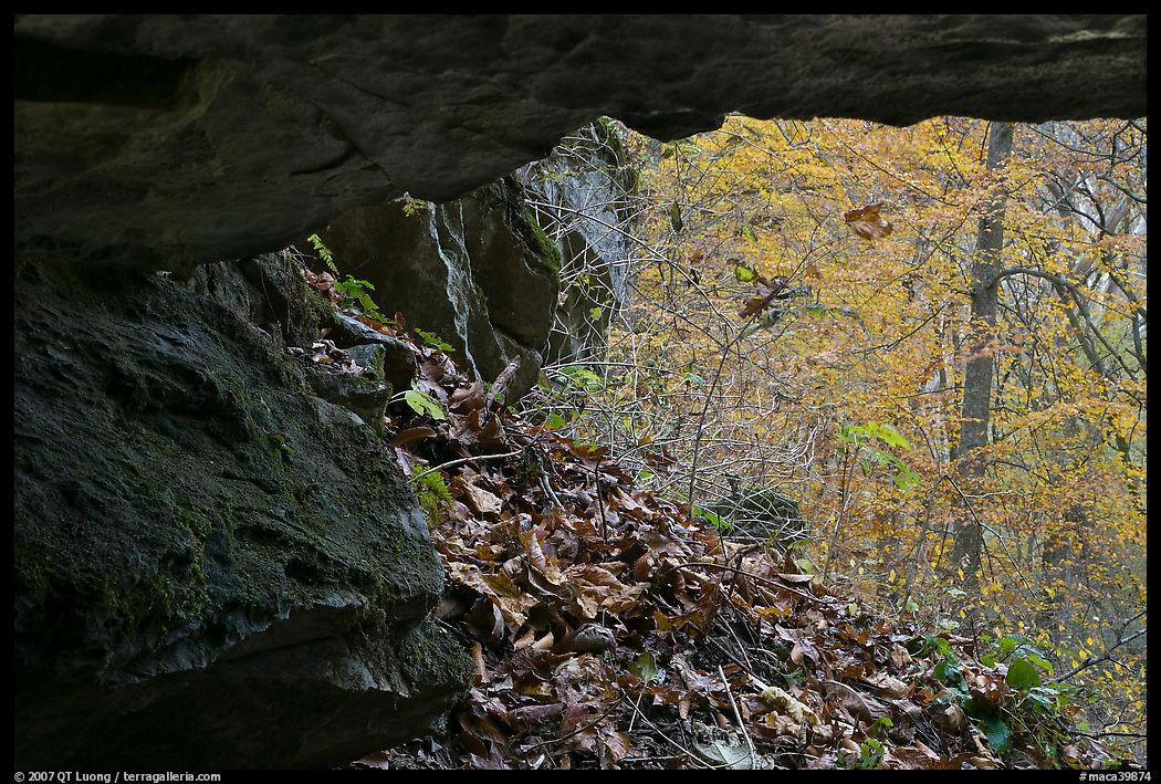 Forest with autumn color seen from inside cave. Mammoth Cave National Park, Kentucky, USA.