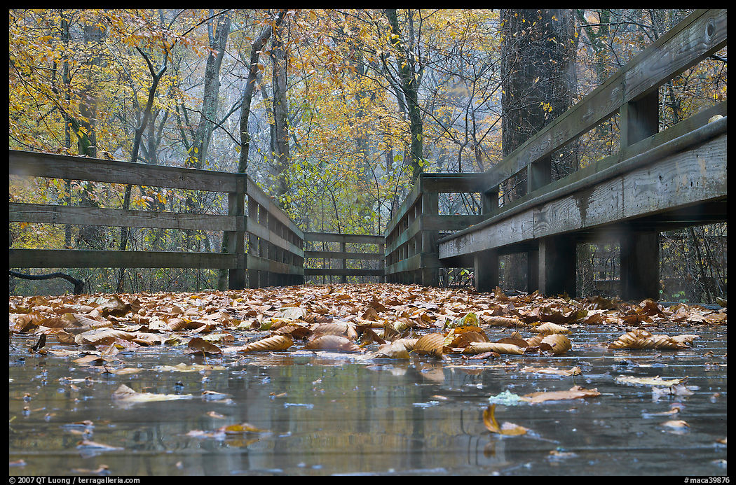 Wet boardwalk during rain. Mammoth Cave National Park, Kentucky, USA.