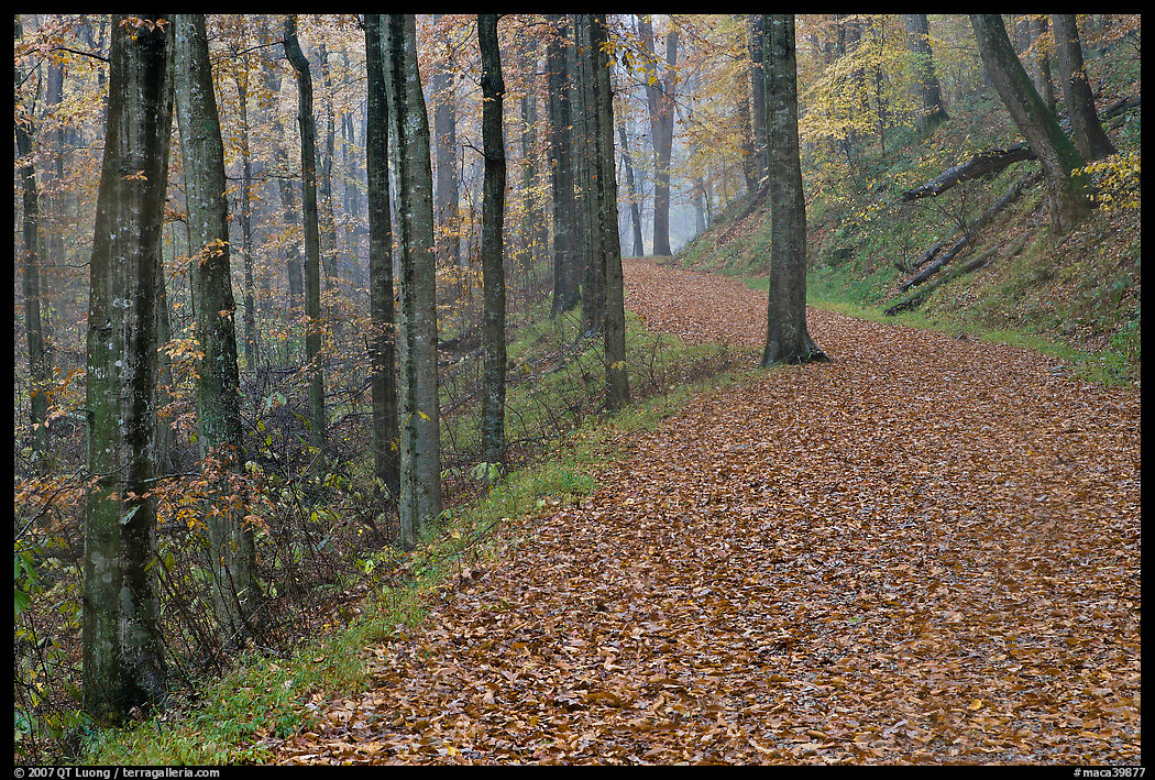 Trail with fallen leaves. Mammoth Cave National Park
