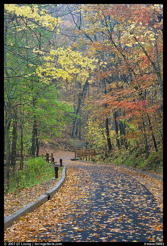 Paved trail and forest in fall foliage. Mammoth Cave National Park, Kentucky, USA.