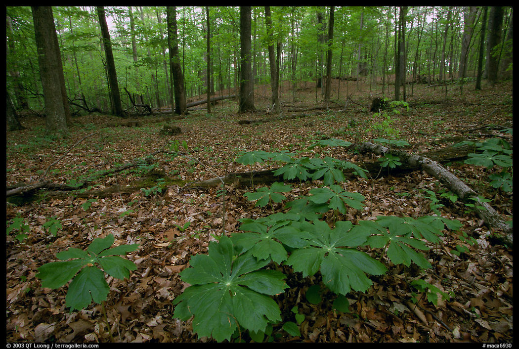 May apple plants with giant leaves on forest floor. Mammoth Cave National Park, Kentucky, USA.