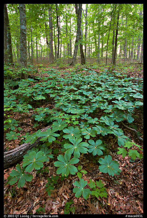May apple Plants with giant leaves on forest floor. Mammoth Cave National Park, Kentucky, USA.