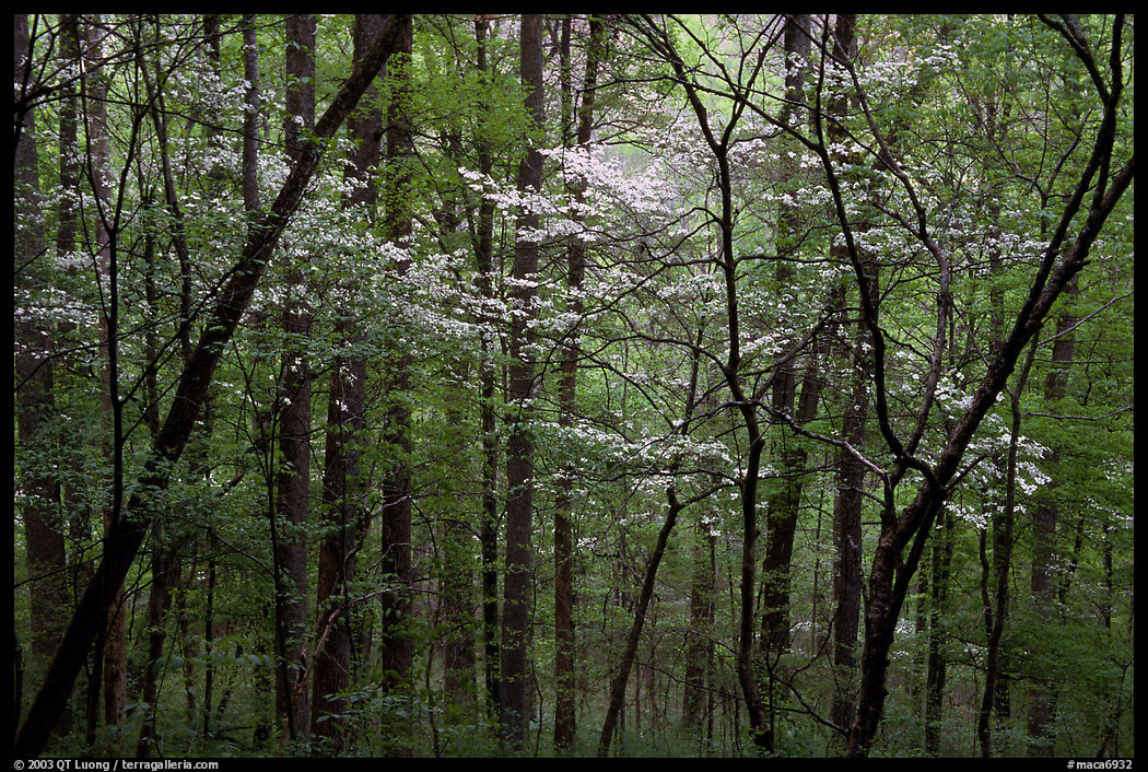 Blooming Dogwood trees in forest. Mammoth Cave National Park, Kentucky, USA.