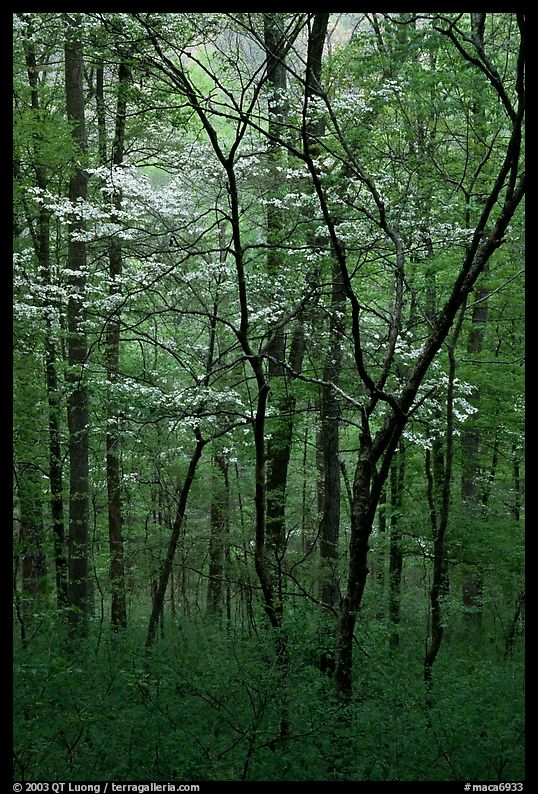 Blooming Dogwood trees in forest. Mammoth Cave National Park, Kentucky, USA.