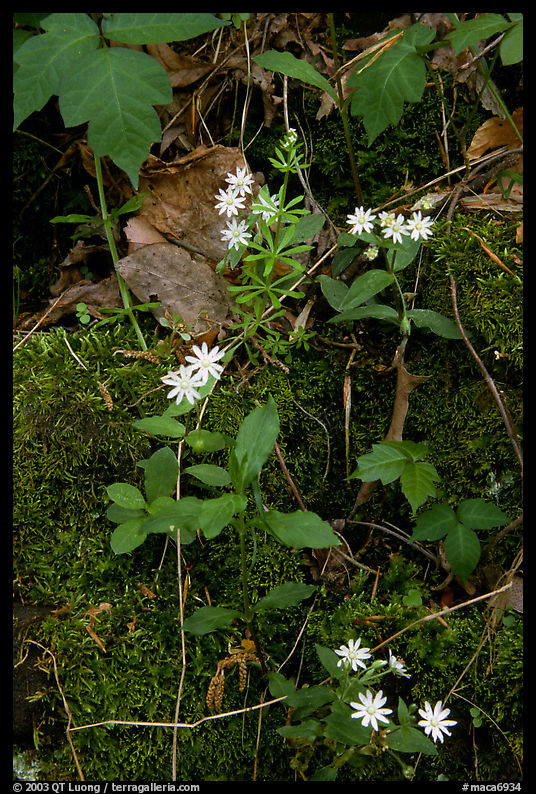 Flowers and Moss. Mammoth Cave National Park