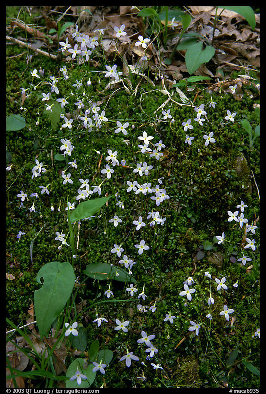 Moss flowers. Mammoth Cave National Park