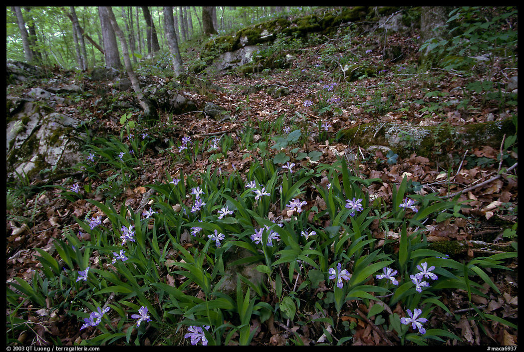 Crested dwarf irises. Mammoth Cave National Park, Kentucky, USA.