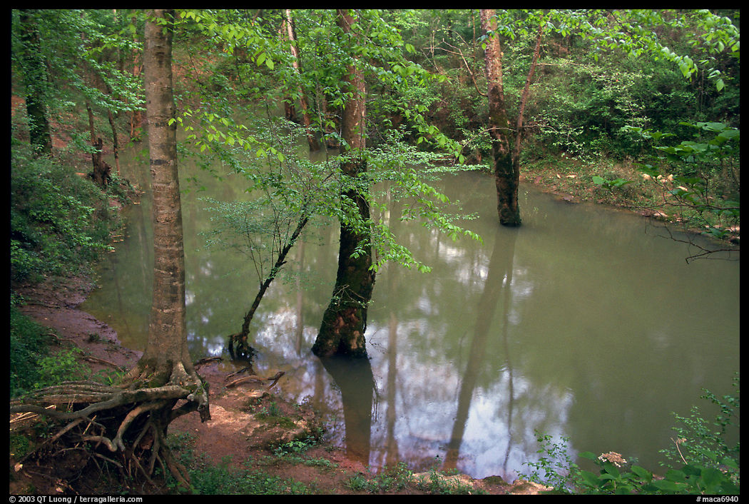 Flooded trees in Echo River Spring. Mammoth Cave National Park