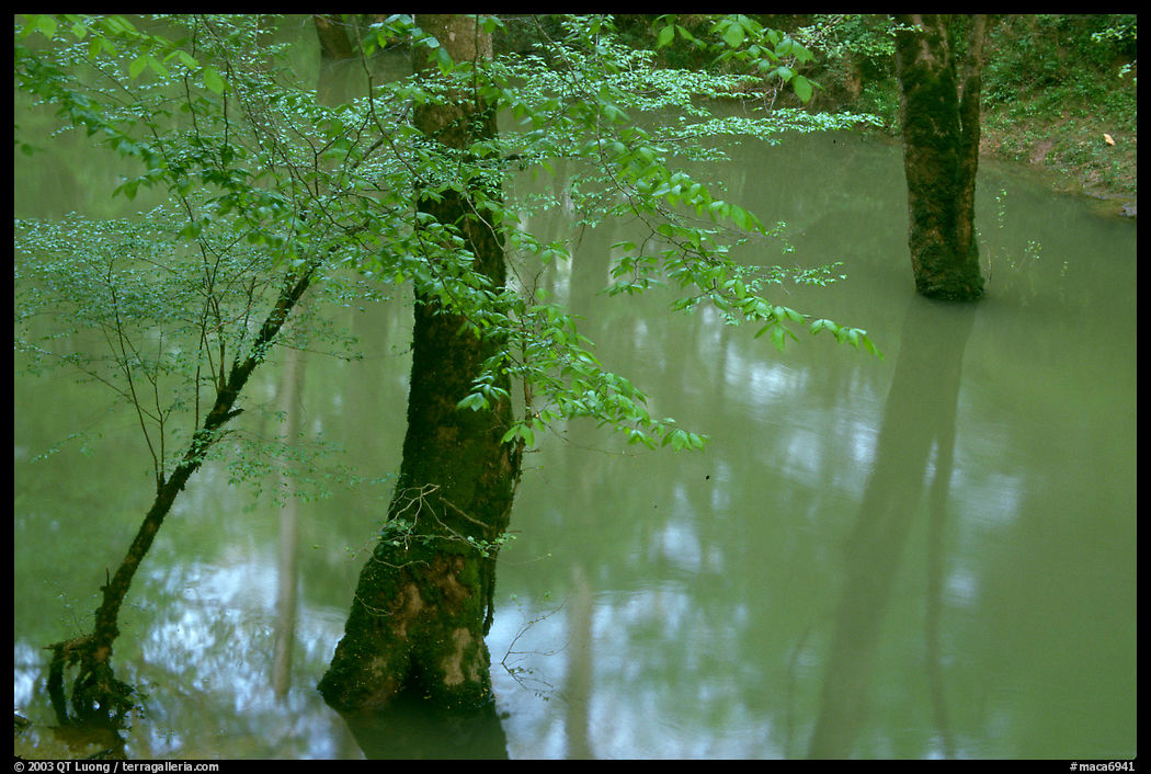 Flooded trees in Echo River Spring. Mammoth Cave National Park