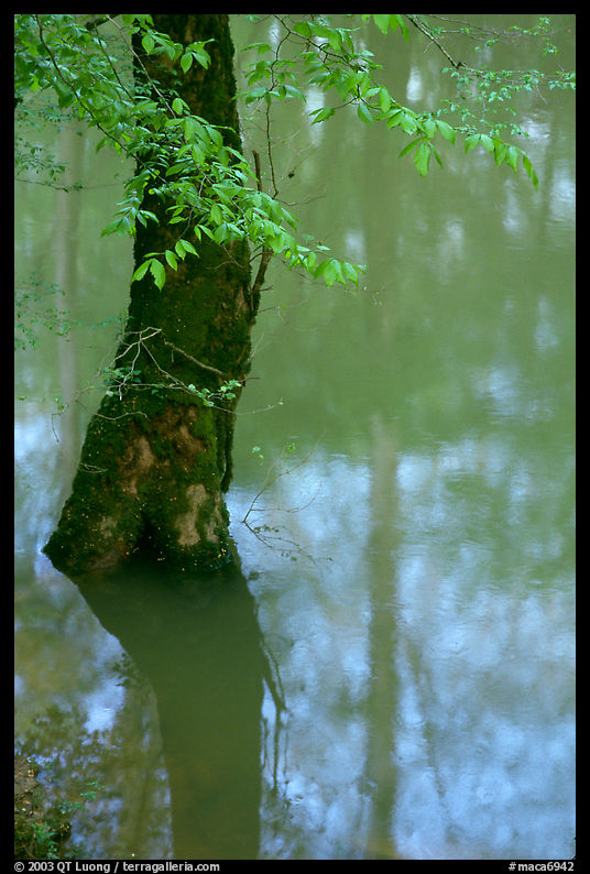 Flooded trees and reflexions in Echo River Spring. Mammoth Cave National Park, Kentucky, USA.