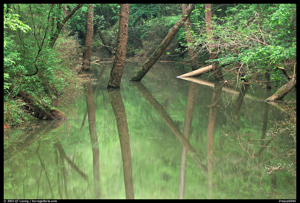 Trees and reflections in Echo River Spring. Mammoth Cave National Park, Kentucky, USA.