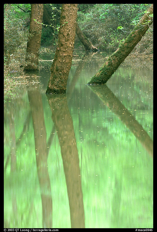 Trees and reflections in green waters of Echo River Spring. Mammoth Cave National Park