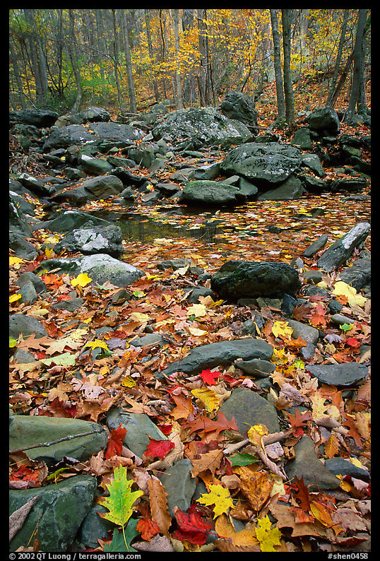 Fallen leaves and rocks in autumn. Shenandoah National Park, Virginia, USA.