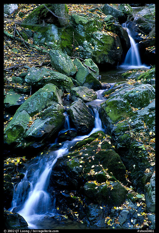 Cascades of the Hogcamp Branch of the Rose River with fallen leaves. Shenandoah National Park