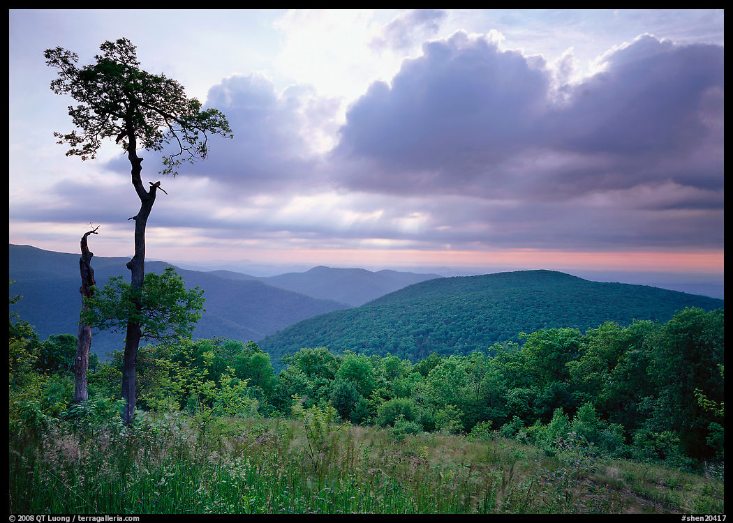 Tree and overlook in the spring. Shenandoah National Park, Virginia, USA.