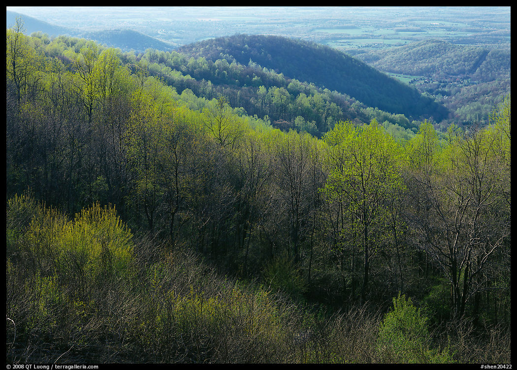 Trees and hills in the spring, late afternoon, Hensley Hollow. Shenandoah National Park, Virginia, USA.