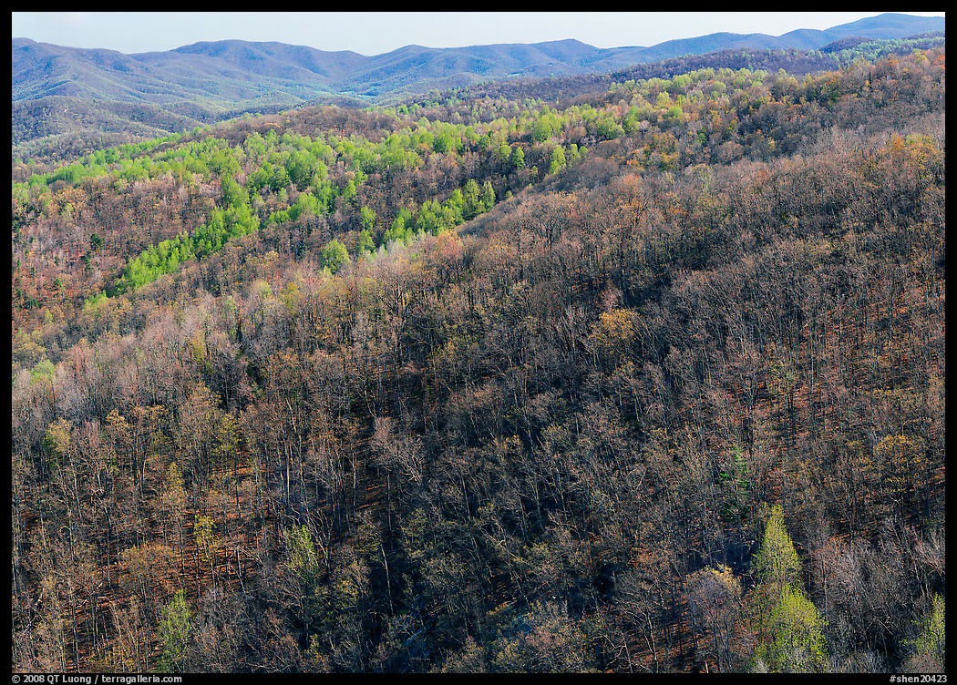 Hillside with bare trees and trees in early spring foliage. Shenandoah National Park, Virginia, USA.