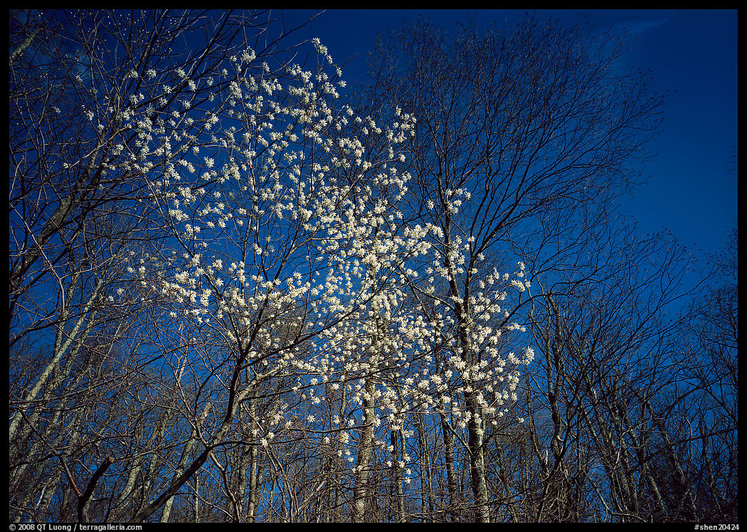 Tree in bloom amidst bare trees, afternoon. Shenandoah National Park, Virginia, USA.