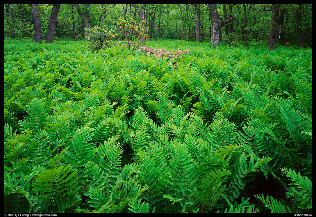 Ferns and flowers in spring. Shenandoah National Park