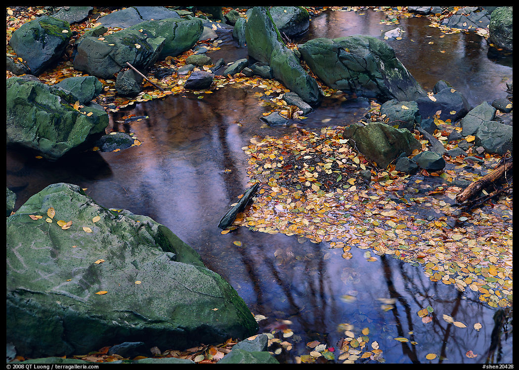 Reflexions of trees in a creek with fallen leaves. Shenandoah National Park