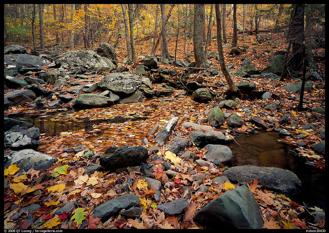 Forest floor, boulders, and trees in fall. Shenandoah National Park, Virginia, USA.