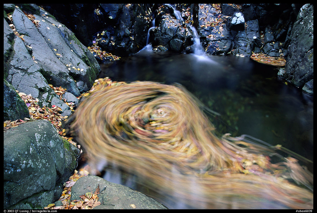Fallen leaves spinning in  pool. Shenandoah National Park, Virginia, USA.