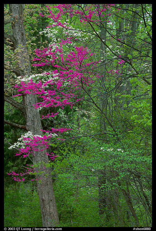 Redbud and Dogwood in bloom near the North Entrance, evening. Shenandoah National Park, Virginia, USA.