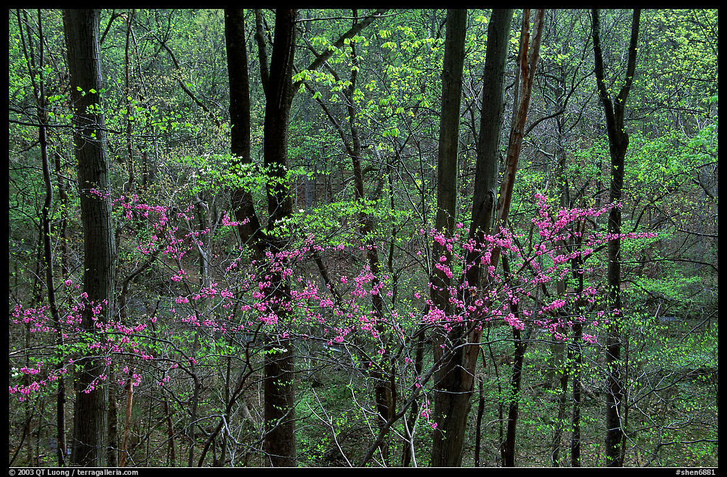 Redbud and Dogwood in bloom near the Northern Entrance, evening. Shenandoah National Park, Virginia, USA.