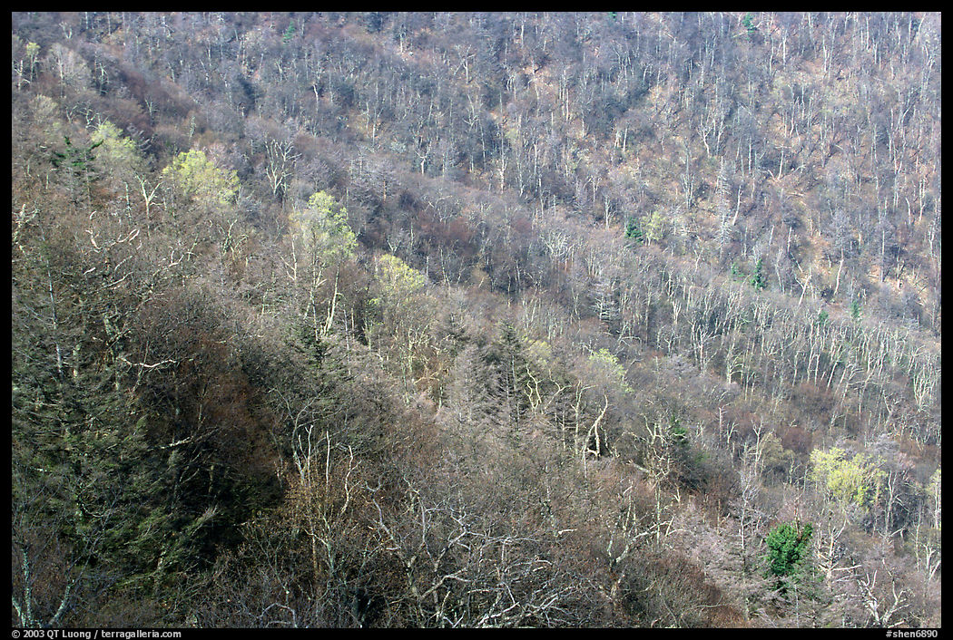 Slope covered with bare trees near Little Stony Man, early spring. Shenandoah National Park, Virginia, USA.
