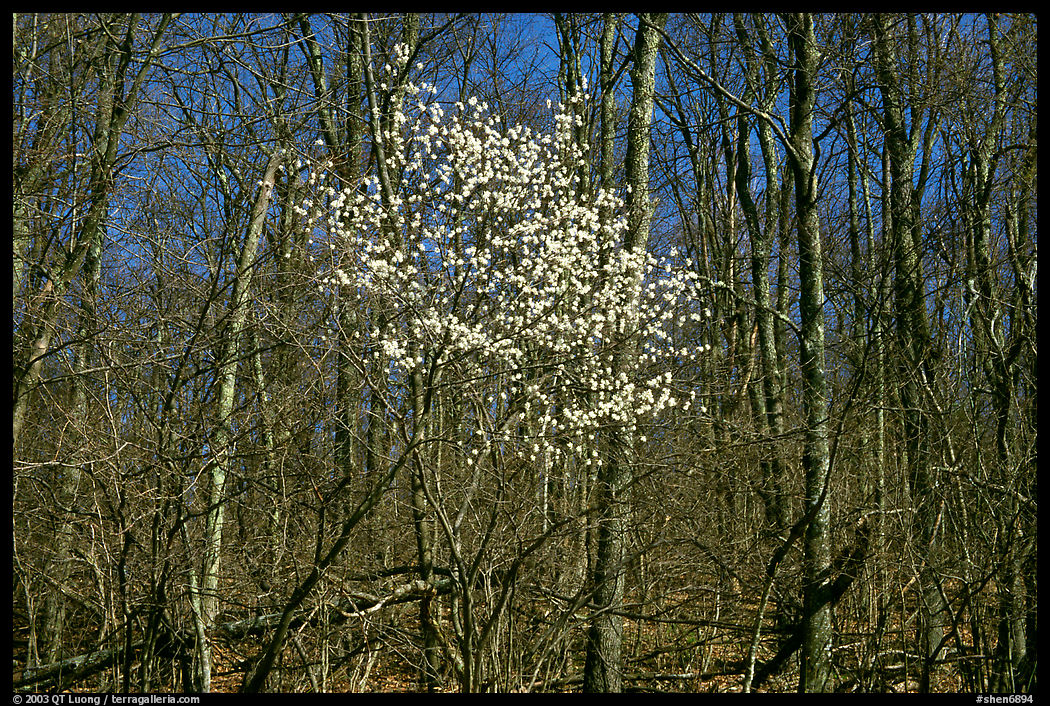 Tree in bloom amidst bare trees near Bear Face trailhead, afternoon. Shenandoah National Park, Virginia, USA.