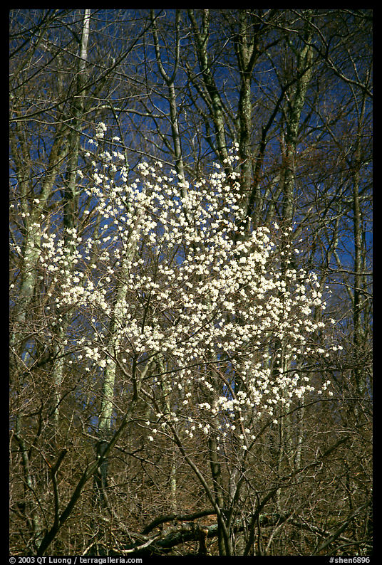 Tree blossoming  amidst bare trees. Shenandoah National Park, Virginia, USA.