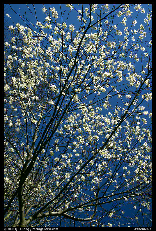 Blossoming tree against blue sky. Shenandoah National Park, Virginia, USA.