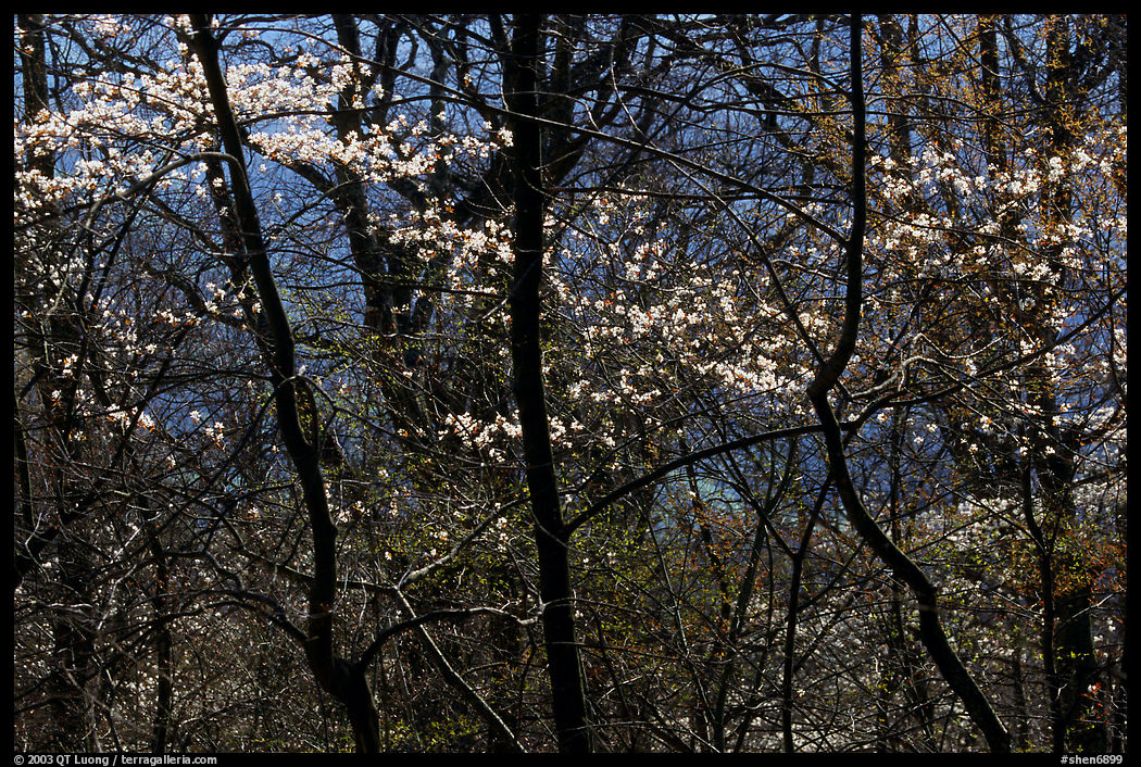 Backlit dogwoods in forest, afternoon. Shenandoah National Park, Virginia, USA.