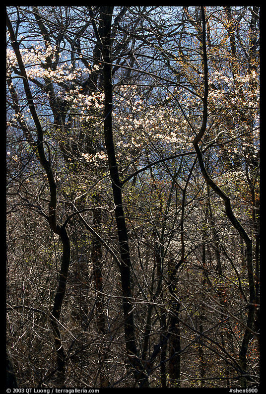 Twisted trunks and dogwood trees in forest. Shenandoah National Park, Virginia, USA.