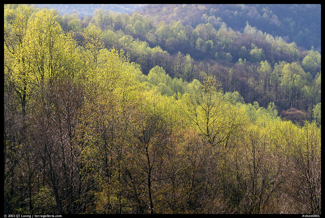 Trees in the spring, late afternoon, Hensley Hollow. Shenandoah National Park, Virginia, USA.