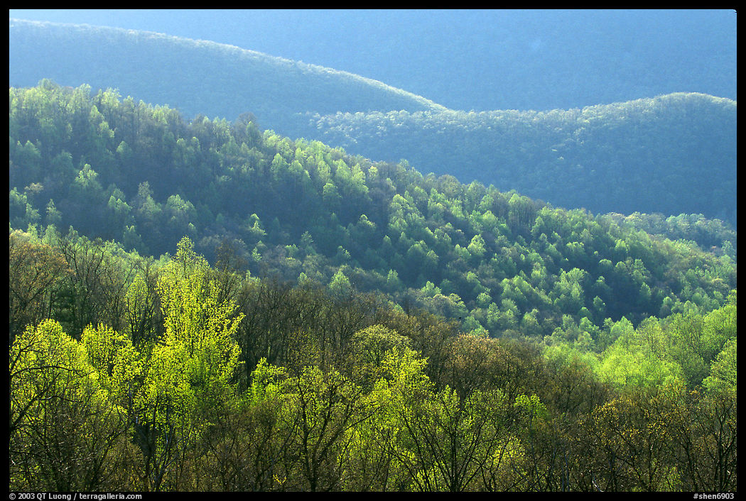Trees and ridgelines in the spring, late afternoon. Shenandoah National Park