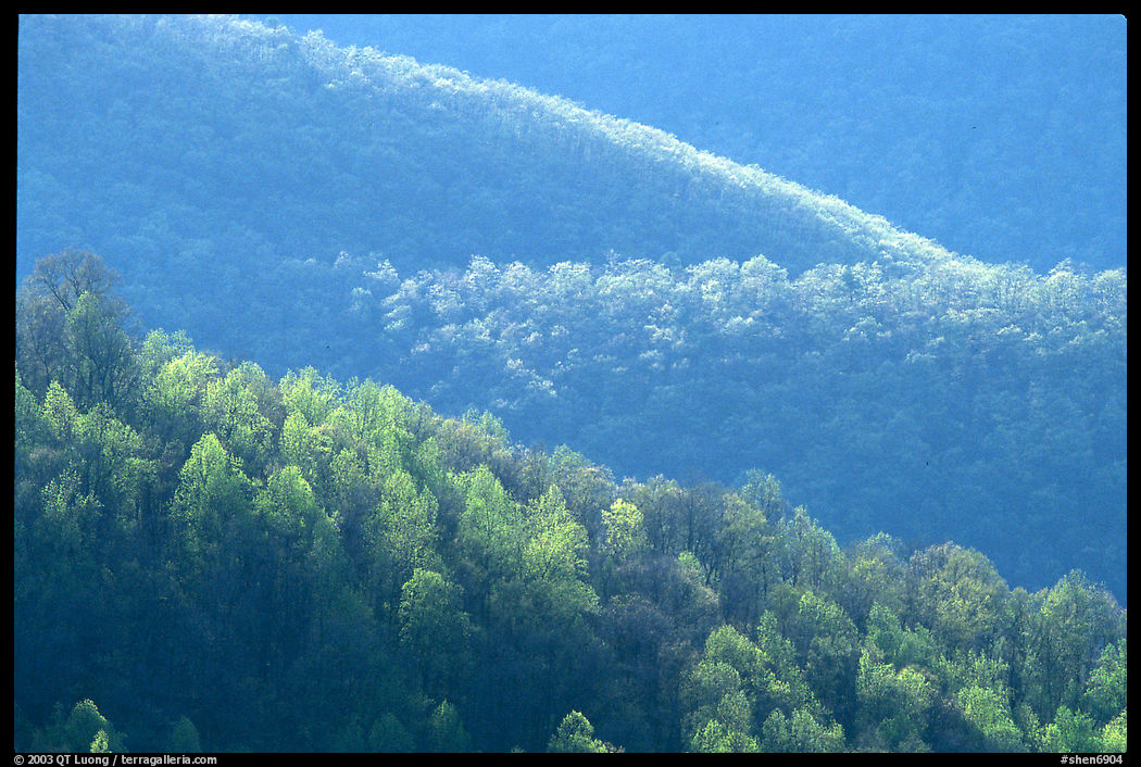 Trees and ridgelines in the spring, late afternoon. Shenandoah National Park, Virginia, USA.