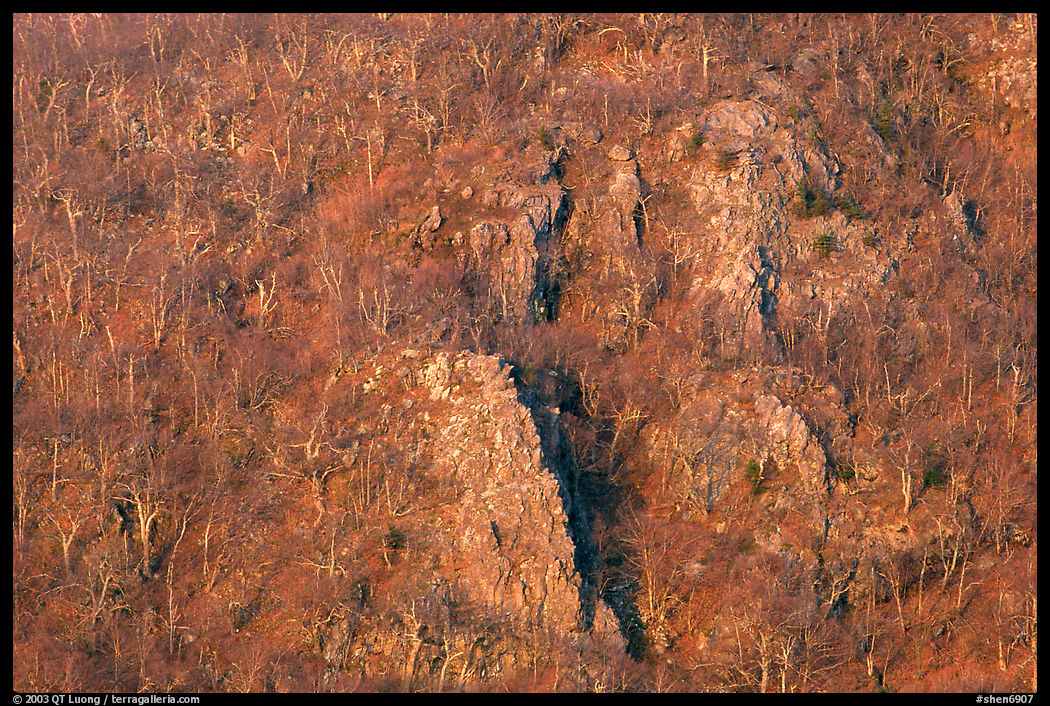 Rocky outcrops and trees at sunrise. Shenandoah National Park, Virginia, USA.